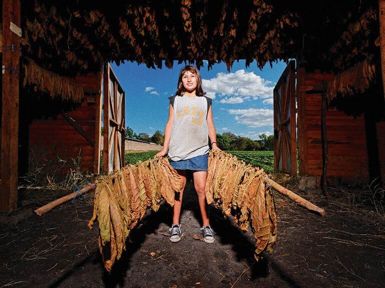 Tobacco leaf processing and curing